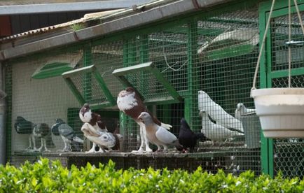 Съдържание, размножаване и хранене на гълъбите