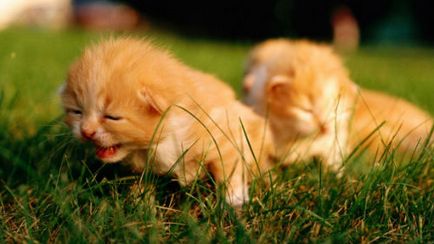 Дрийм Тълкуване малки котенца в съня какво мечтае малки котенца