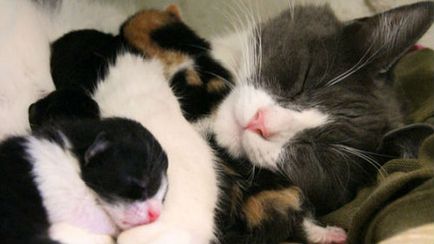 Дрийм Тълкуване малки котенца в съня какво мечтае малки котенца