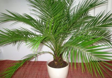 Списък на най-често срещаните видове палми