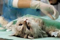 стерилизация на котки