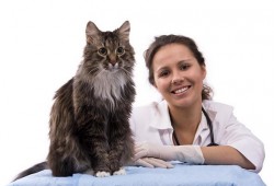 стерилизация на котки