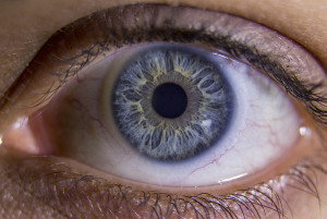 Структурата на човешкото око, който включва
