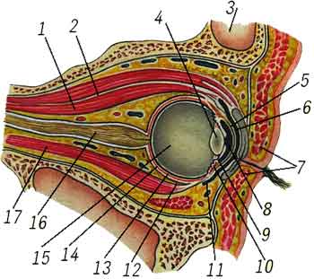 Структурата на човешкото око