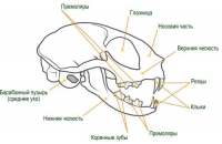 Структурата на котката, котката - кои са те