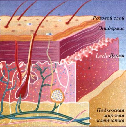 Структура на кожата - Услуги - кожни и венерически болести, dermatocosmetology