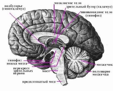 Структурата на мозъка