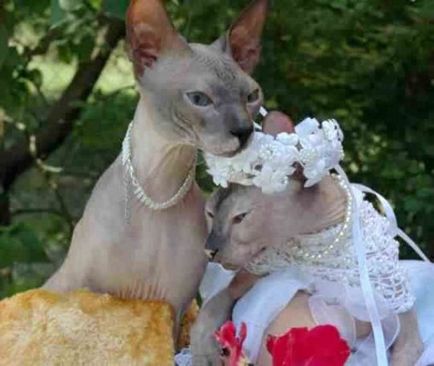 Сватбени животни - празника на любовта, член
