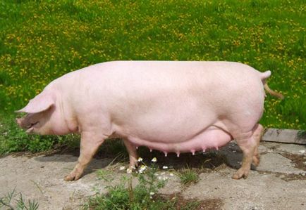 Сеят - каква свиня и какво прави