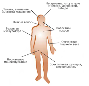 Тестостеронът в мъжкото тяло