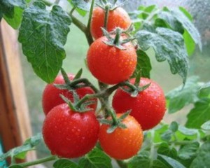 Технологията на отглеждане на домати в лятната вила