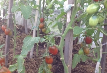 Домат Черно Moor, домати и мнения със снимки, характеристика и описание на сорта