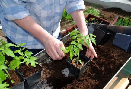 Засаждане домати в открито поле, технологии, снимка, изберете