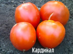 Кардинал сортове домати характеристика описание и коментари