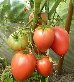 характеристики домати кардинални и описание на сорта, снимка, мнения
