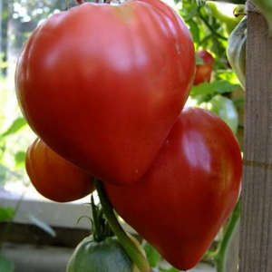 характеристики домати кардинални и описание на сорта, снимка, мнения