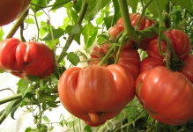 Домат носи лапа отзиви и снимки домати и описание на сорта, производителността