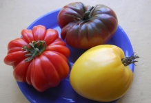 Домат носи лапа отзиви и снимки домати и описание на сорта, производителността