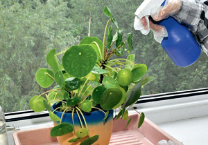 Трипси стайни растения за това как да се справят с всеядни паразити