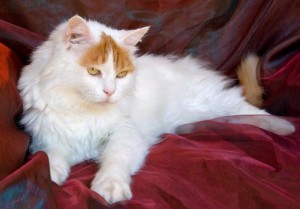 Турският Cat физическо описание и черти на характера
