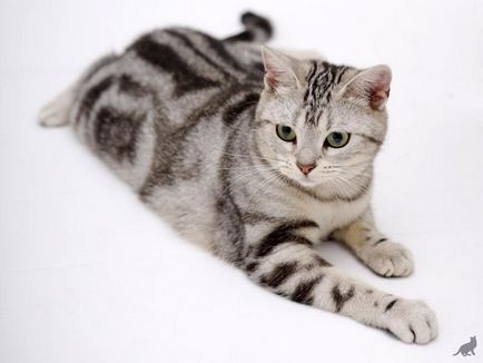 Турският Cat физическо описание и черти на характера