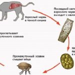 В котка диария какво да правя, отколкото да се лекува у дома, с кръв и слуз и повръщано причина диария и