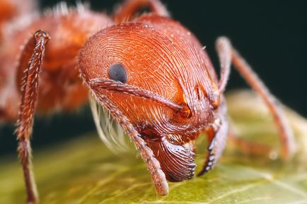 Унищожаването на мравките народни средства