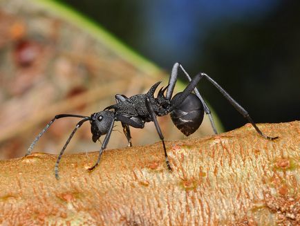 Унищожаването на мравките народни средства