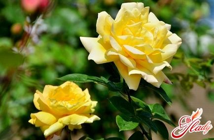 грижи за рози уроци за начинаещи градинаря