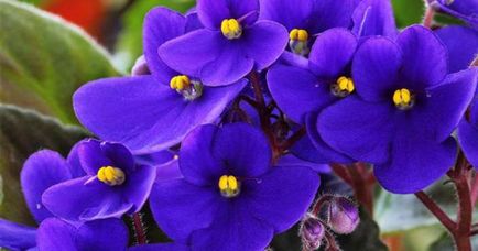 Виолетови грижи у дома, описание, размножаване, торене, поливане