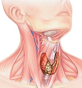Щитовидната ултразвук, който показва ултразвукови щитовидната жлеза, както правят, къде