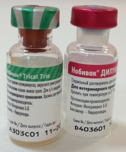 Nobivac ваксина за котки - преглед на потребителя, цена