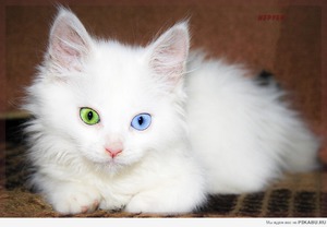 Ван котки снимка и характеристики на породата, каква е цената на турски Уан в България