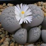 Важни съвети за отглеждане на Lithops у дома