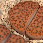 Важни съвети за отглеждане на Lithops у дома