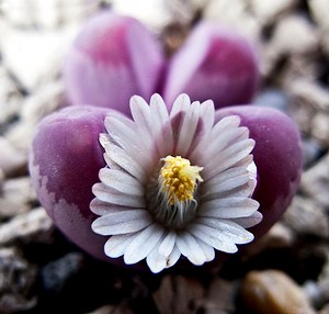 Важни съвети за отглеждане на Lithops у дома