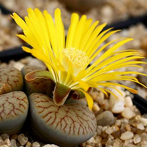 Важни съвети за отглеждане на Lithops у дома