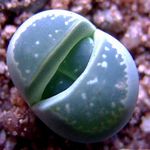 Важни съвети за отглеждане на Lithops у дома