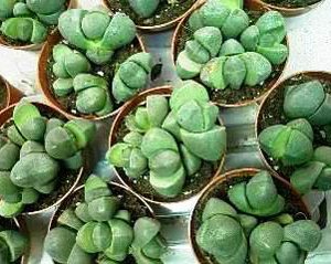 Важни съвети за отглеждане на Lithops у дома