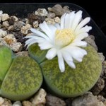 Важни съвети за отглеждане на Lithops у дома