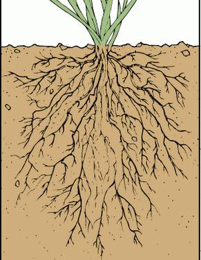 Видове корени и коренови системи
