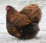 Благоприятни пилета орпингтон - хранене, жилища, птицеферма