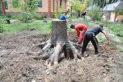 Изкореняване на дървета и пънове на ръцете им, методи клирингови и видове (видео)