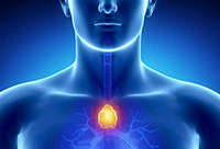 Thymus - хормони и функции на човешкото тяло