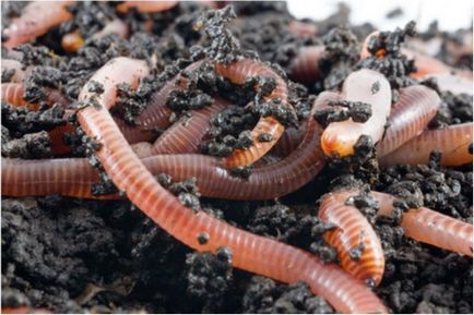 Shed червея - събирането, съхранението и какво да се хранят червеи Nightcrawlers