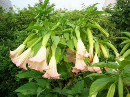 Отглеждане Brugmansia особено внимание на цвете през есента, зимата и се приземи на открито място, в
