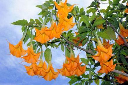 Отглеждане Brugmansia особено внимание на цвете през есента, зимата и се приземи на открито място, в