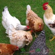 Отглеждане и Грижа за пилета-бройлери