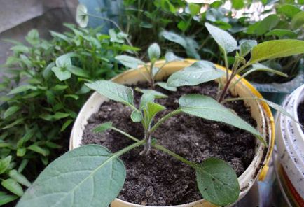 Отглеждане Пепино дома от семена и резници