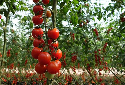 Отглеждането на чери домати на открито място по всички правила